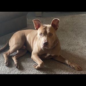 Meet your Posher, Misty